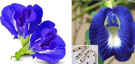 Amazon Set Of Bags Double And Single Butterfly Pea Flower Seeds