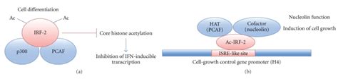 Two Different Functions Of Interferon Regulatory Factor 2 Irf 2