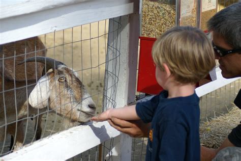 Petting Zoo Free Photo Download Freeimages