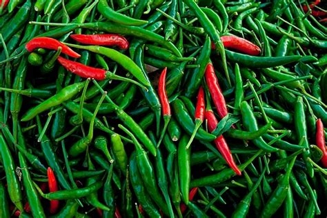 Green And Red Hot Chilli Pepper Fiery Red Chilli Photo Background And