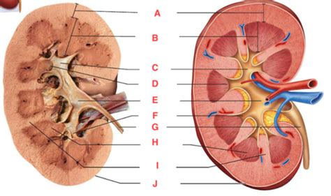 A P Lab Urinary System Urinalysis Flashcards Quizlet