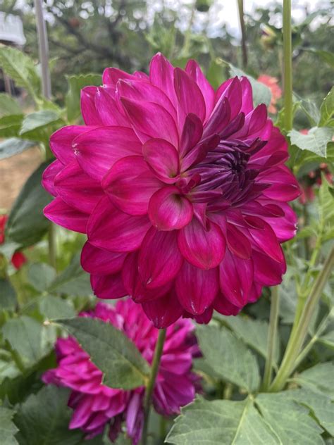 Fabulous Soaring Heart Dahlias