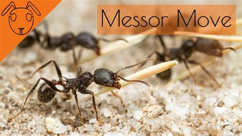 Messor Barbarus Move Into New Aus Nest Youtube