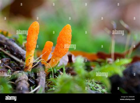 Cordyceps Sinensis Wallpaper