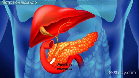 Pancreatic Acinar Cells Structure And Function Lesson