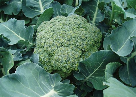 The Ultimate Guide To Growing Calabrese Broccoli Thompson And Morgan Blog