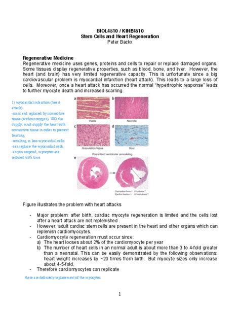 BIOL 4510 Lecture 19 BIOL 4510 Lecture 19 Stem Cells 2 Pdf OneClass