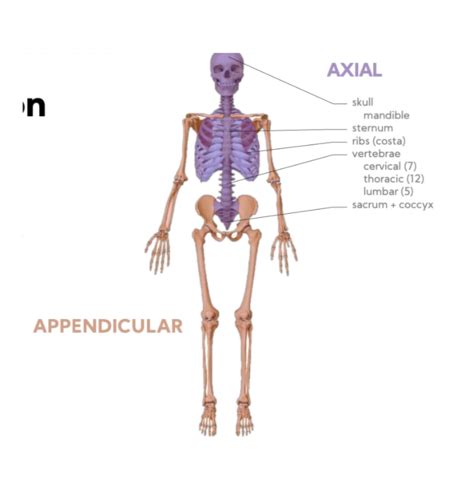 W U Axial Skeleton Flashcards Quizlet