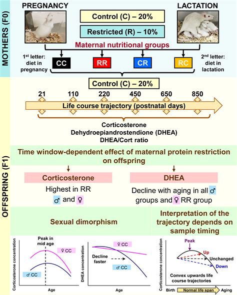 Nutrients Free Full Text Developmental Programming Aging Interactions Have Sex Specific And