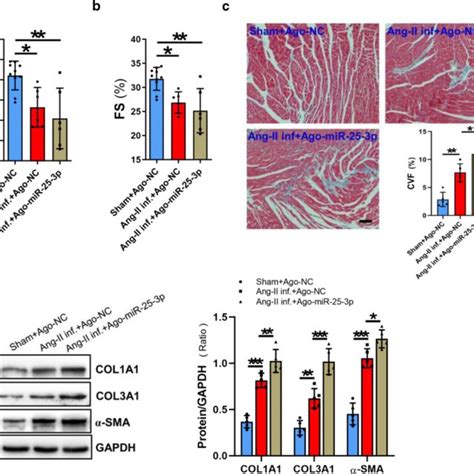 MiR 25 3p Enhances Fibrosis Related Gene Expression In Vivo The