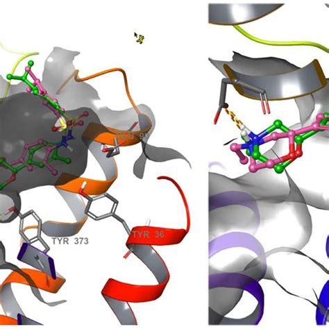 Proposed Binding Mode Of 1r And 1s To D3r A Predicted Binding Mode Download Scientific