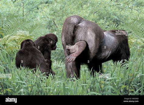 Gorilla baby parent hi-res stock photography and images - Alamy