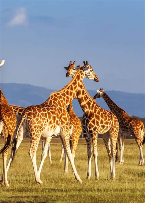 Guide To Giraffe Species How Many Types Of Giraffes Are There Artofit