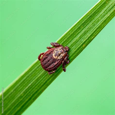 Lyme Disease Infected Tick Insect on Green Grass. Encephalitis Virus or ...