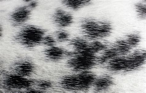 Dalmatian Fur Photograph by Bruce Block - Fine Art America