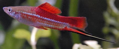 Breeding and Rearing Live-bearing Species of Fish | Freshwater fish ...