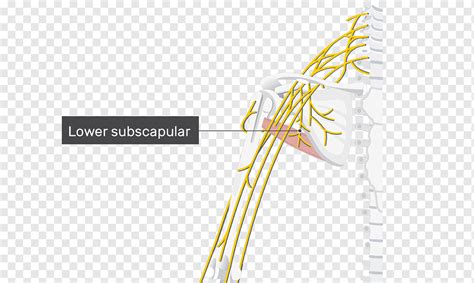 Lower Subscapular Nerve Upper Subscapular Nerve Subscapularis Muscle