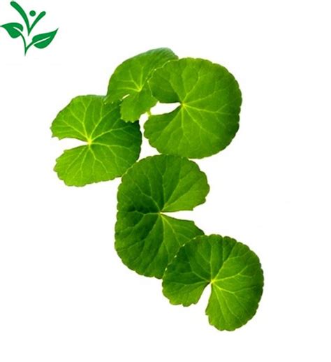 Wholesale Centella Asiatica Gotu Kola Extract 10 90 Total Tertripenes