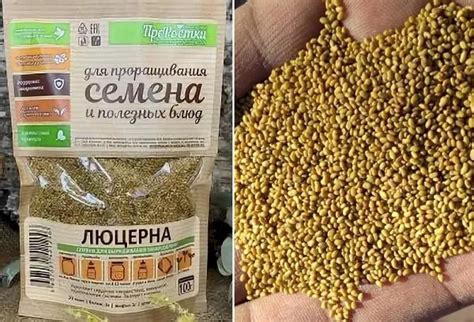 Как вырастить микрозелень люцерны дома, чем она полезна и как вкусно ее ...