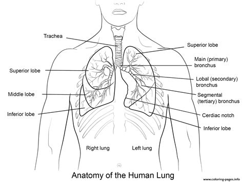 Human Lungs Coloring Pages