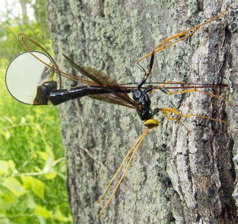 Giant Ichneumonid Wasp Megarhyssa Atrata Hurd Corners D Flickr