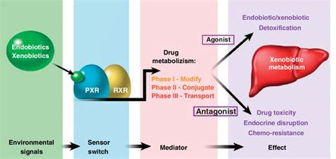 Model Depicting The Central Role Of The Nuclear Receptor PXR In The