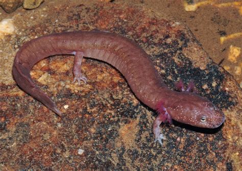 Spring Salamander Virginia Dwr