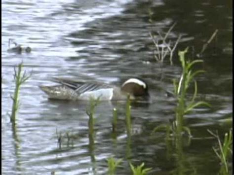 Anas querquedula - Garganey - Лятно бърне - YouTube