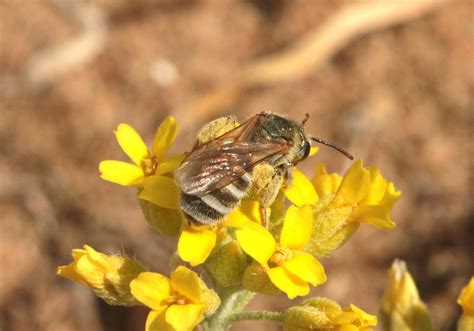 Gew Hnliche Goldfurchenbiene Halictus Tumulorum F Flickr