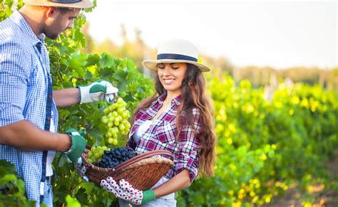 Giovani E Lavoro In Agricoltura Aumenta Il Numero Di Occupati