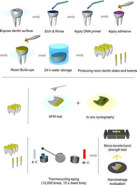 Enhancing Resin Dentin Bond Durability Using A Novel Mussel Inspired