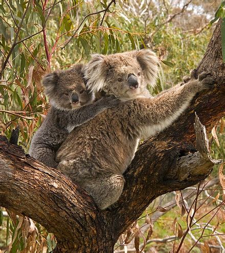 Australian Koala Foundation - Wikipedia