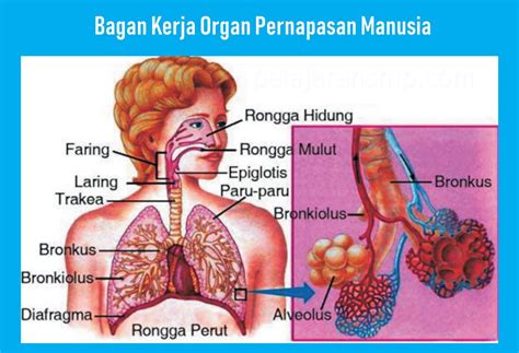 Cara Kerja Sistem Pernapasan Homecare24