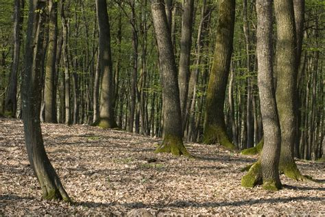 Deciduous Forest – FREEBigPictures.com