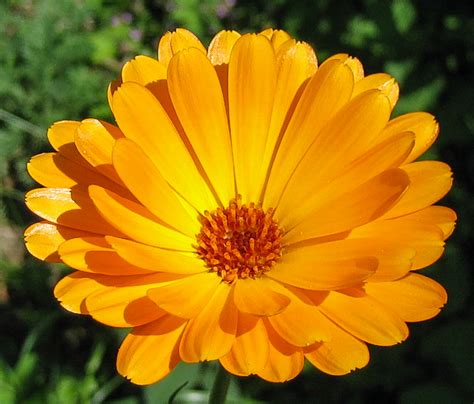 Calendula Officinalis Universit T Ulm