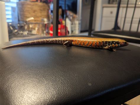 Determining The Sex Of My Fire Skink R Reptiles