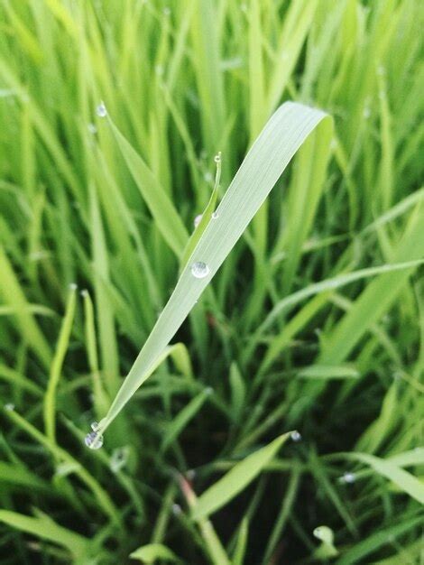 Premium Photo Close Up Of Dew Drops On Grass