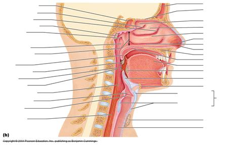 Respiratory Upper Respiratory Tract Diagram Quizlet