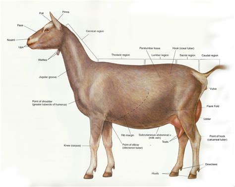 Anatomy Of A Goat