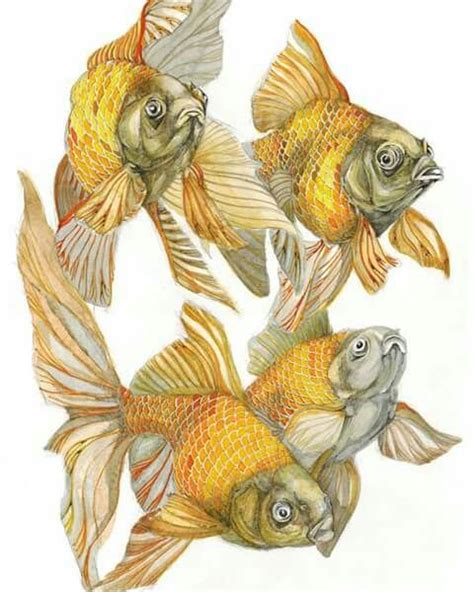 Pin By Helen Shideler Fine Art On Fins Paintings Of Fish Watercolor