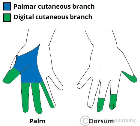 median nerve  motor sensory teachmeanatomy