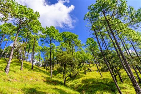 Pine Tree Forest Binsar Wildlife Sanctuary At Almora Uttarakhand Stock