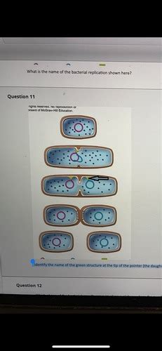 Microbiology Lecture Exam 1 Flashcards Quizlet