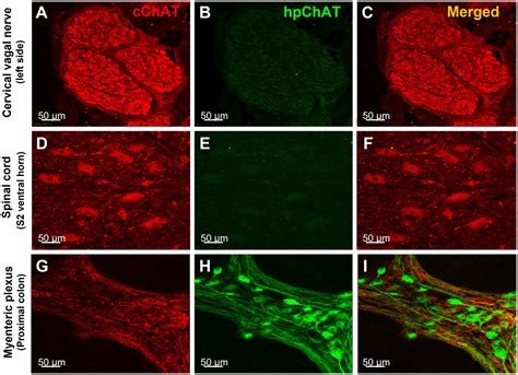 Frontiers New Insight On The Enteric Cholinergic Innervation Of The