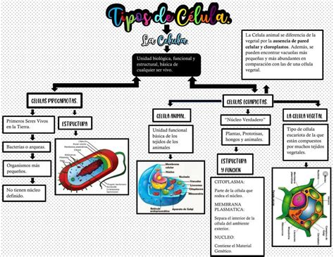 Mapa Conceptual De Las C Lulas Valeria Sanchez Udocz