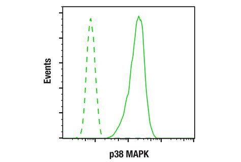 p38 MAPK Antibody | Cell Signaling Technology 