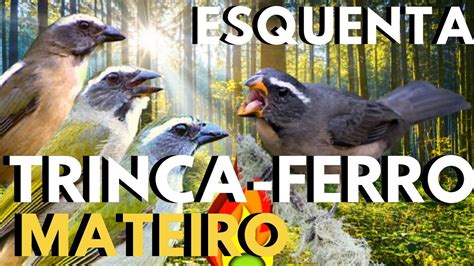 Trinca Ferro No Mato Para Esquentar Trinca Ferro Cantando Ao M Ximo