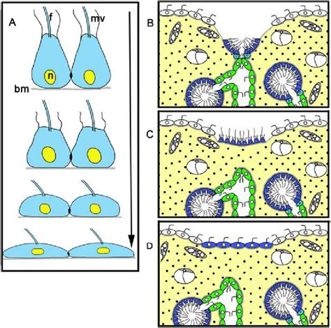 Diagram of transdifferentiation of the choanocytes (A) and successive ...