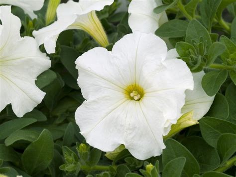 Petunia 'Plush White' Petunia | Garden Center Marketing