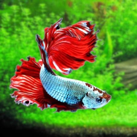 Pesce Combattente Betta Splendens